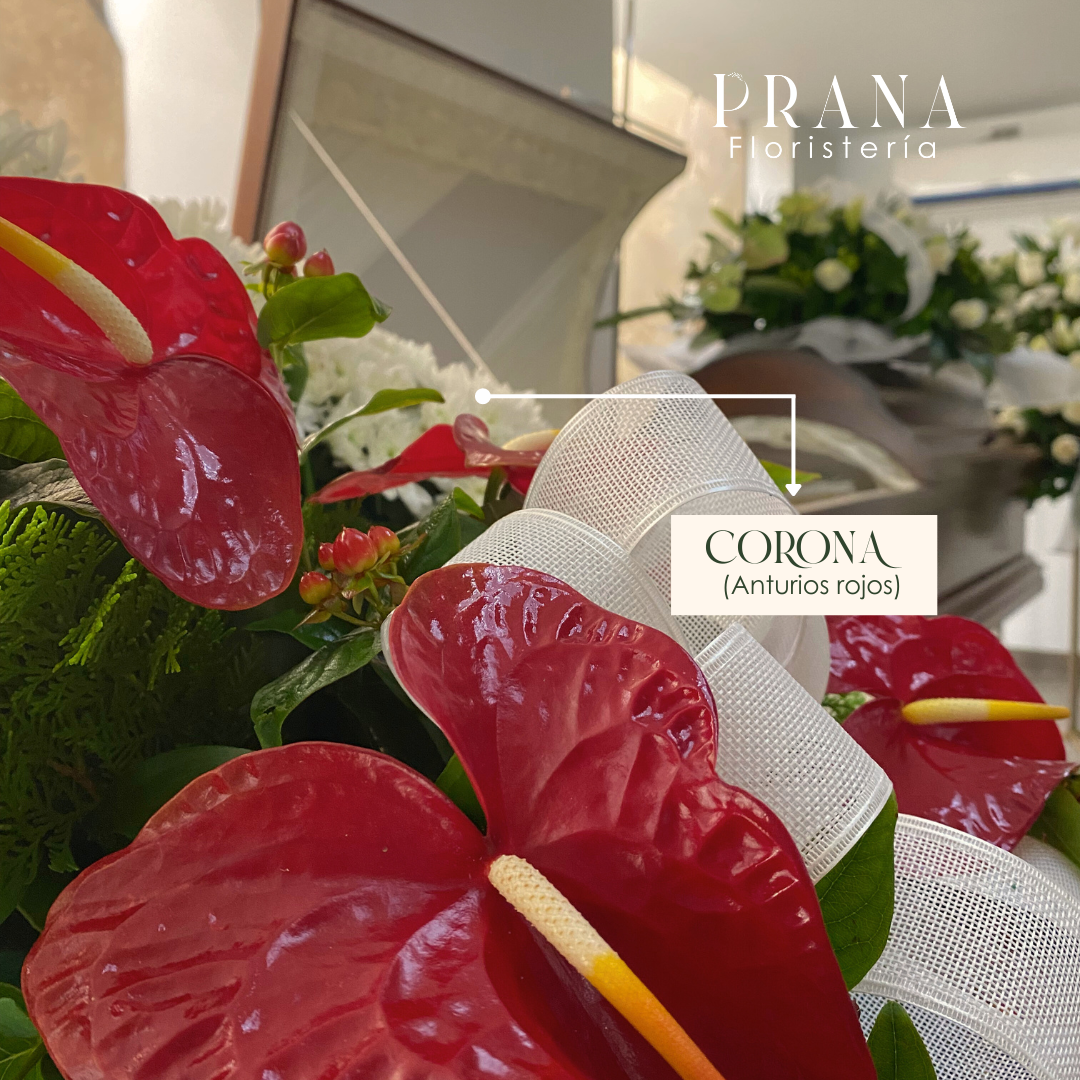 Corona anturios rojos