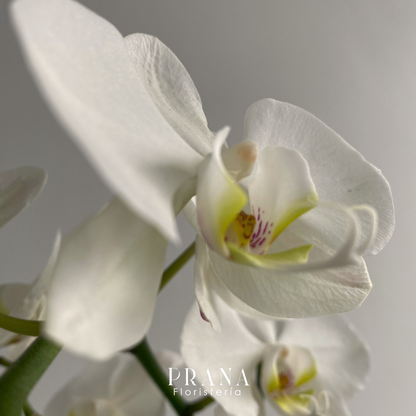 Planta orquídea blanca